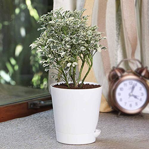 Aralia Variegated White Indoor Plant With Self Watering Pot